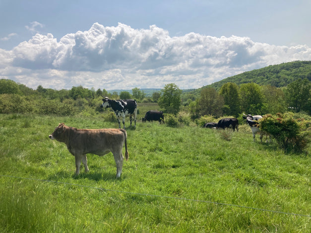 Listening to the Earth: Sustainable Farming as a Path to a More Resilient Future