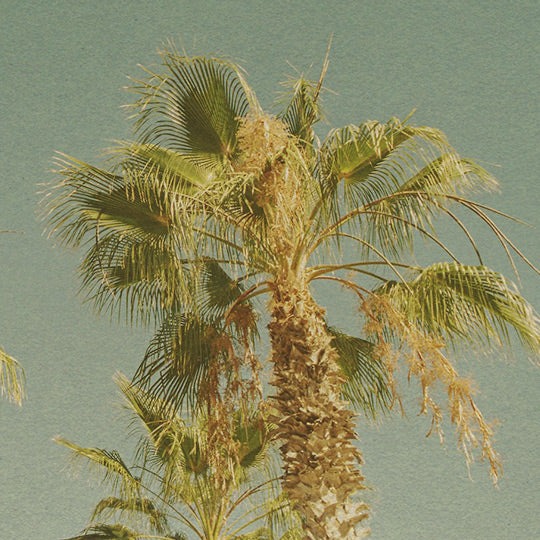 palm trees