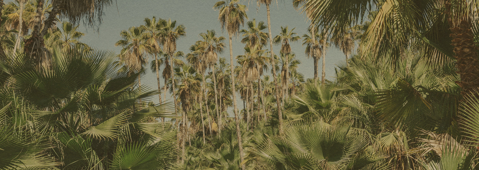 palm trees