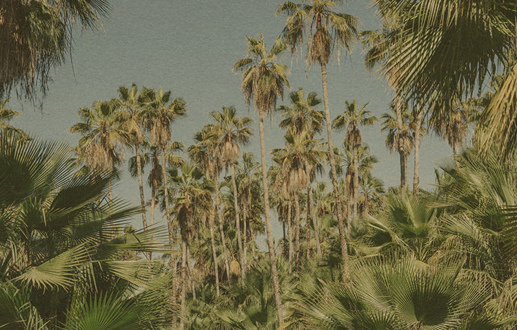 palm trees