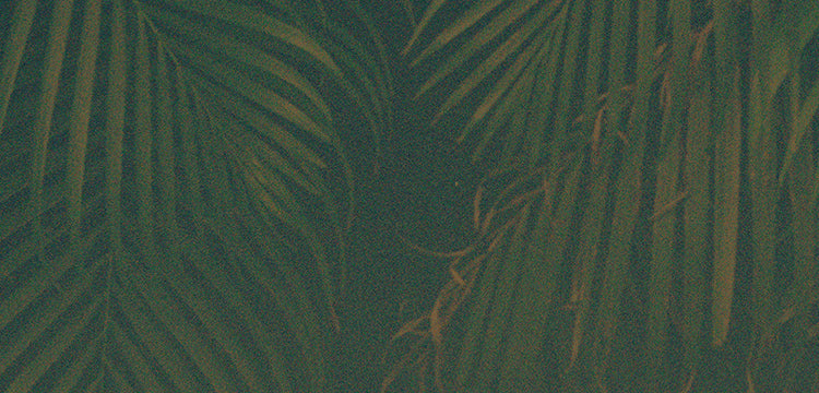 close up of palm leaves