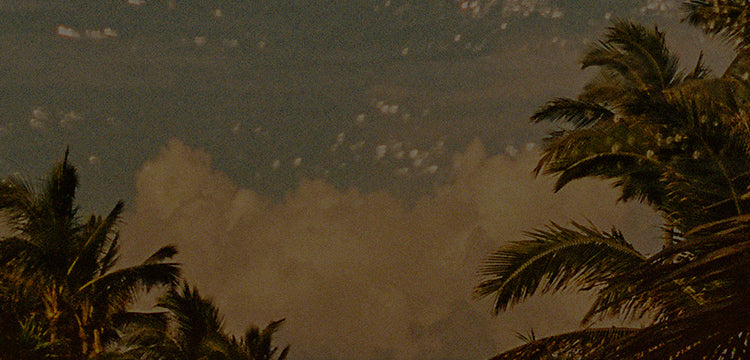 ocean and clouds behind palm trees