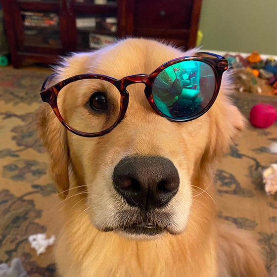 dog in broken sunski sunglasses