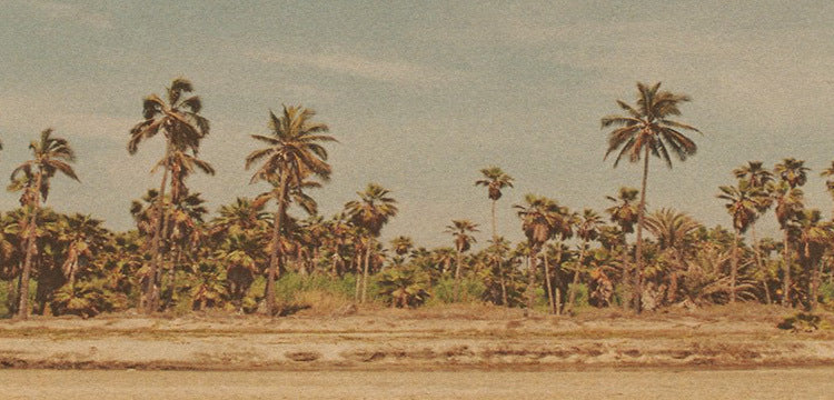 palm trees