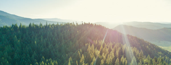 Treelines for Firefighters