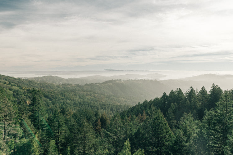 Rituals: What is Forest Bathing?