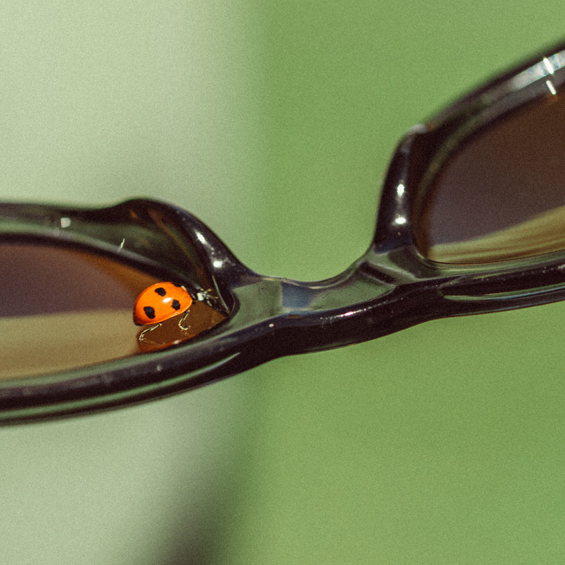 Orange ladybug on a pair of sunglasses with a green background