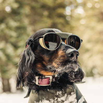 A black and tan dog wearing stylish sunglasses with a pink collar, set against a snowy, blurred forest background.
