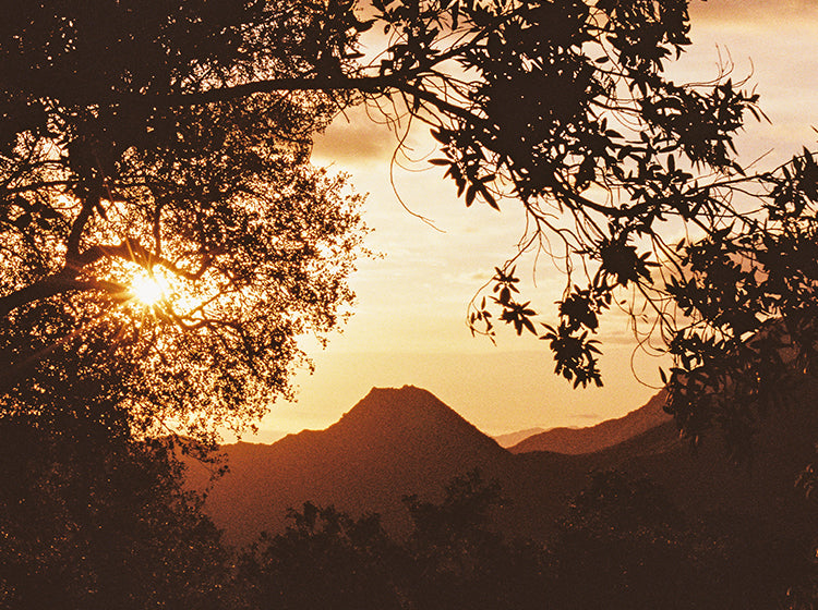 Sunset over mountains with tree silhouettes
