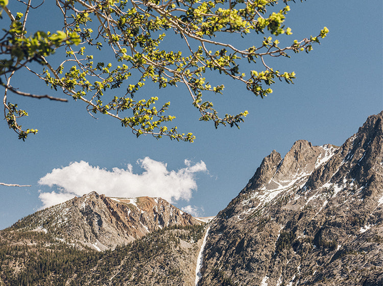 Mountain range with snow and a clear blue sky, featuring a tree branch with green leaves.