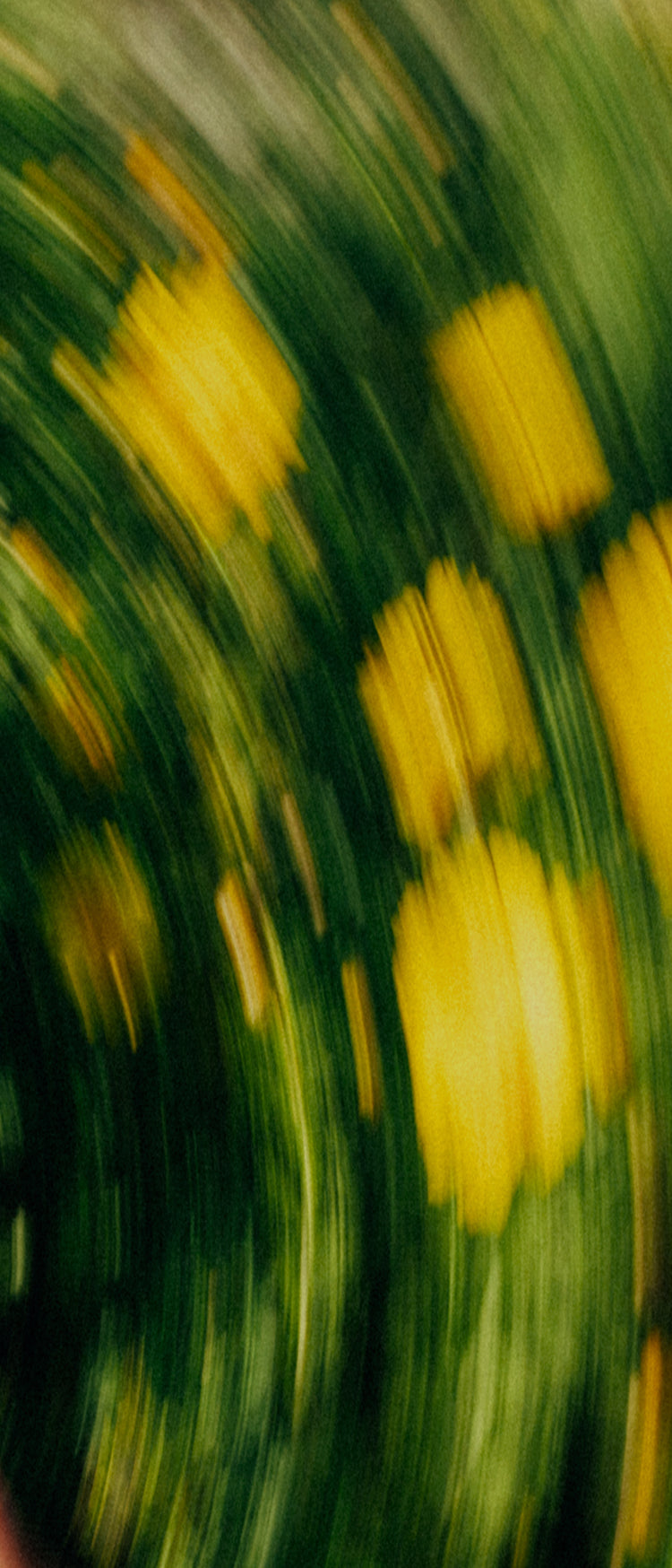 Blurred image of yellow flowers on a green background
