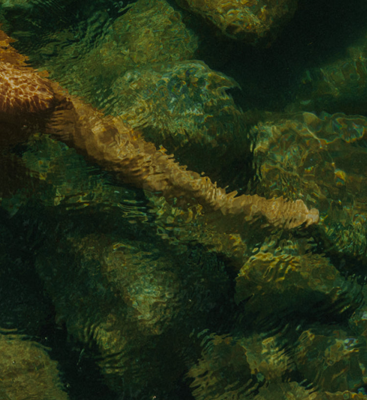 Underwater close-up of a person's legs and feet moving over green mossy rocks in shallow, sunlit water.