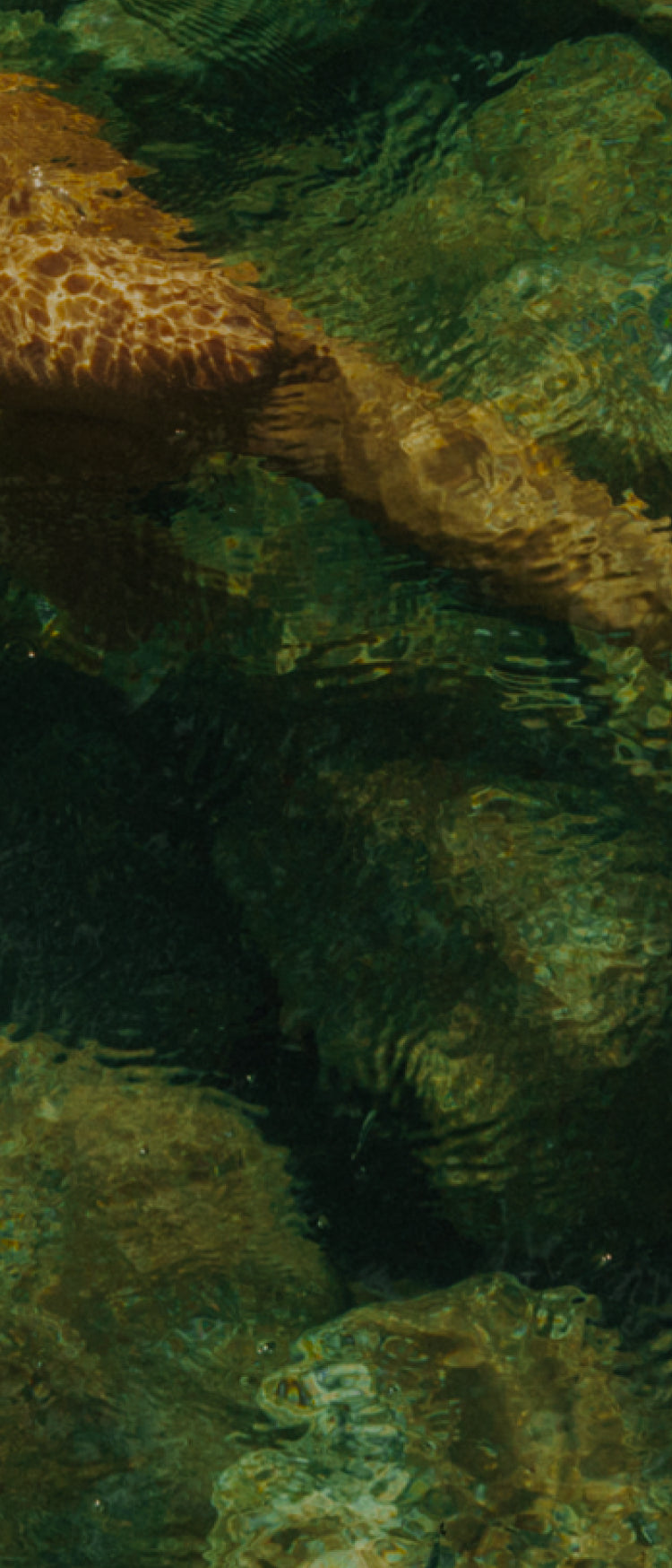 Underwater photograph of a rocky stream with clear rippling water and sunlit brown rocks.