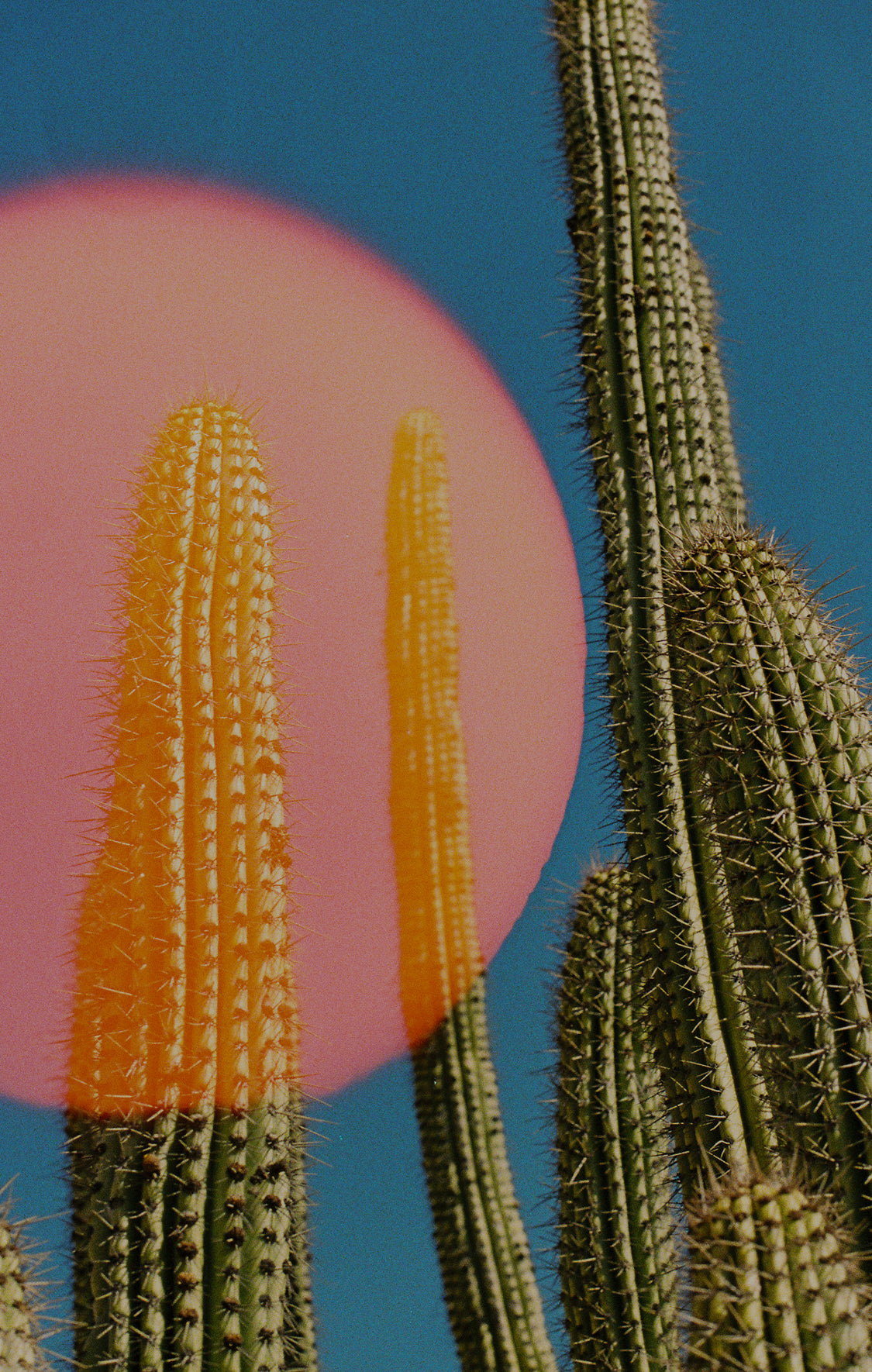 Cactus plants with a pink and orange circular object against a blue sky.
