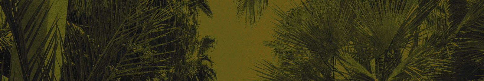 palm tree background