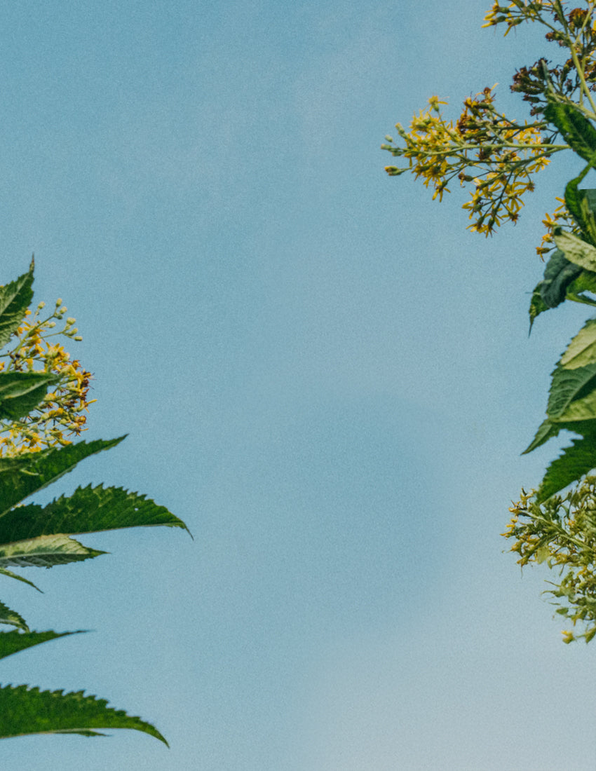 Green leaves and yellow flowers against a clear blue sky
