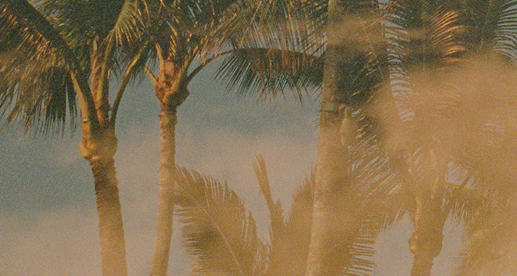 close up of palm trees