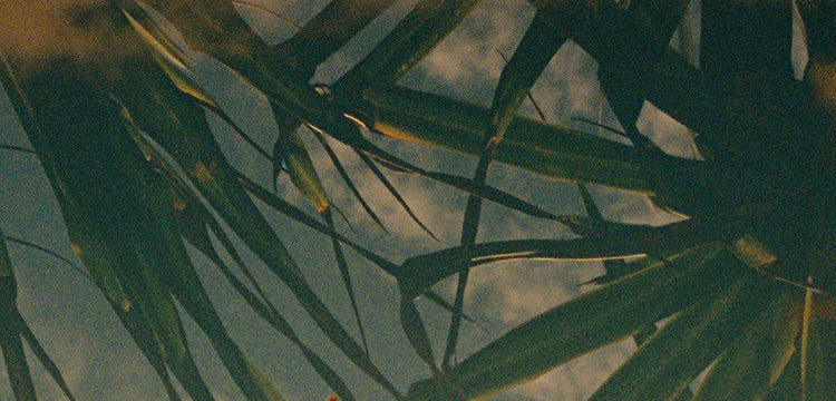 close up of palm leaves