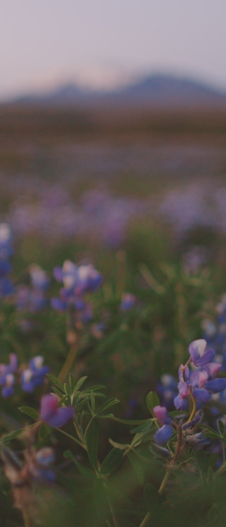people enjoying nature